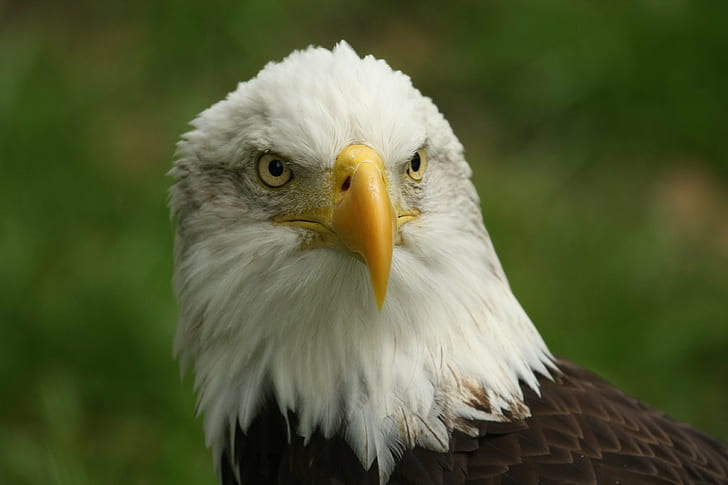 focus photography of bald eagle during daytime, IMG, florida, HD wallpaper