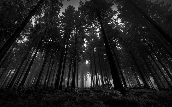 BW Forest Trees Dark HD, nature, HD wallpaper