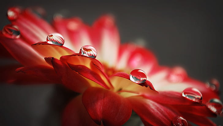 Water droplets macro of red flower petals