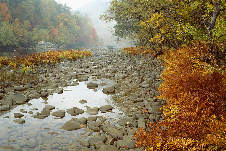green trees, gray rocks on river, nature, mist, landscape, fall