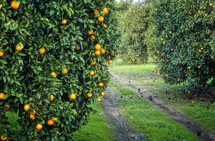 round orange fruits, garden, harvest, grove, agriculture, nature, HD wallpaper