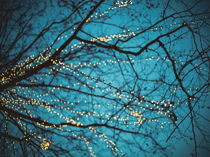 tree branches illustration, photography of bare tree with string lights