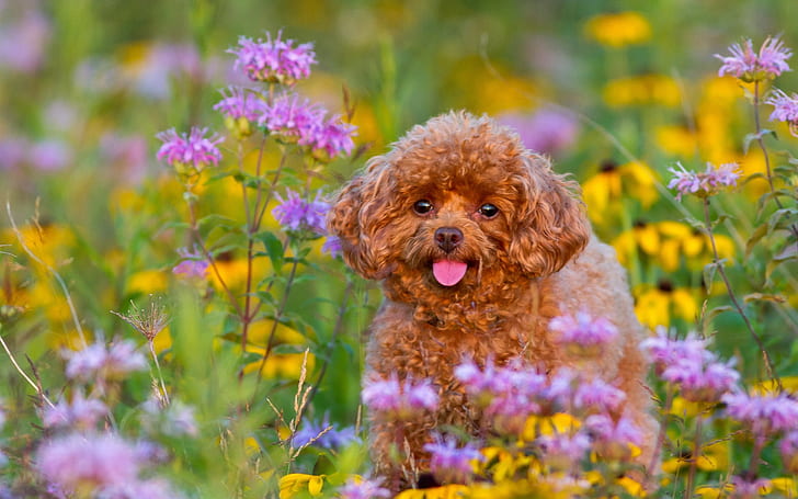 Poodle, puppy, flowers
