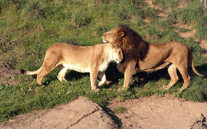 lion and lioness, couple, affection, care, lion - Feline, carnivore, HD wallpaper