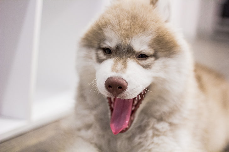 sable Alaskan malamute puppy, dog, muzzle, yawn, sled Dog, pets, HD wallpaper