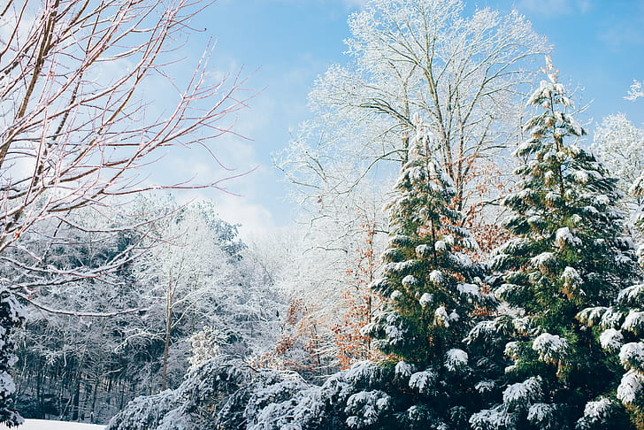 winter, snow, pine trees