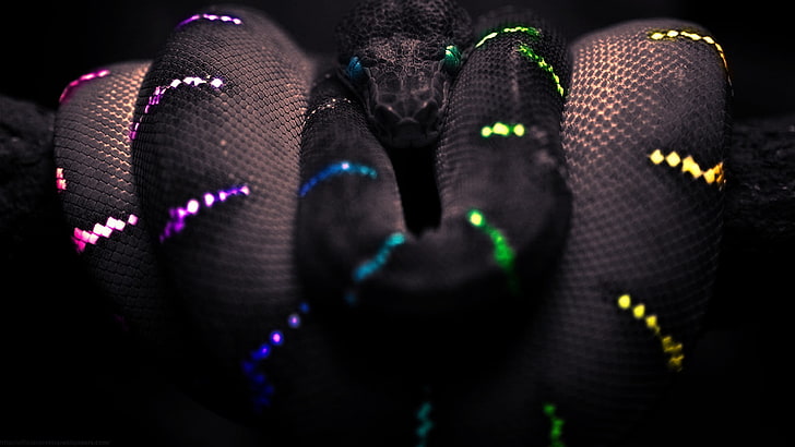 focus photography of black snake, selective coloring, Boa constrictor