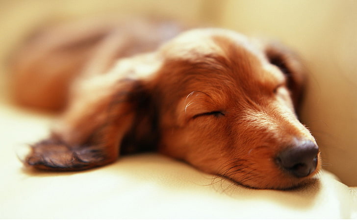 short-coated brown puppy, animals, dog, sleeping, domestic, canine