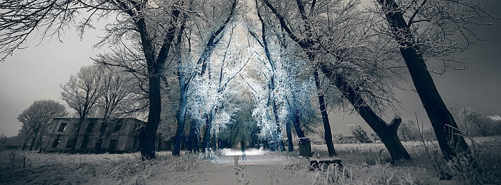 Armenia, Gyumri, green trees, Seasons, Winter, Beautiful, Landscape, HD wallpaper