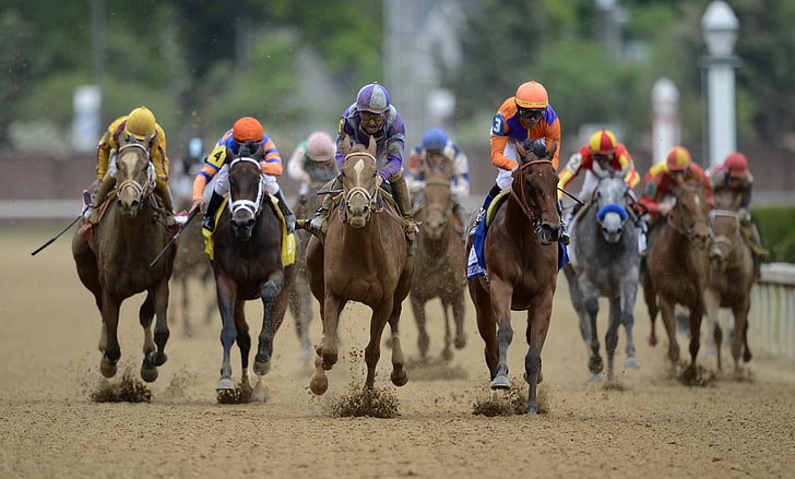 brown horses, kentucky derby, kentucky derby 2015, kentucky derby odds, HD wallpaper
