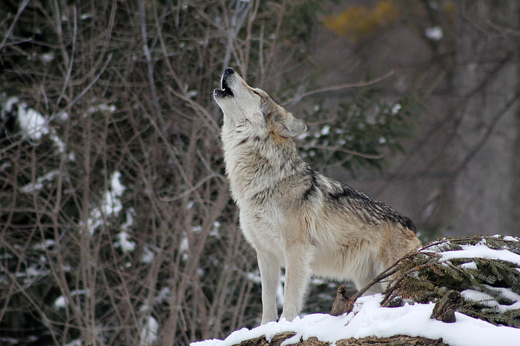 brown fox, wolf, howling, snow, forest, carnivore, winter, gray Wolf