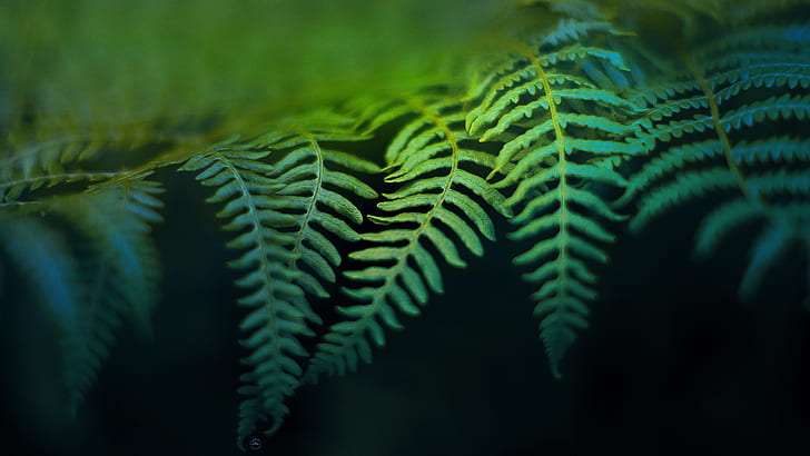 Green Leaf Leaves Macro HD, nature, HD wallpaper