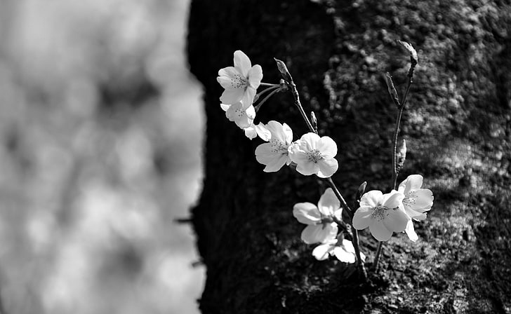 Sakura Black and White, Nature, Flower, Landscape, Spring, Cherry