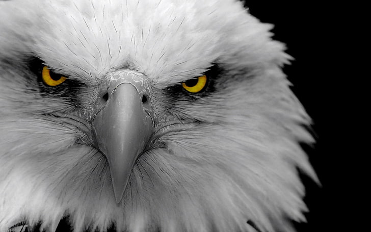 gray eagle, bird, predator, beak, bird of Prey, eagle - Bird, HD wallpaper