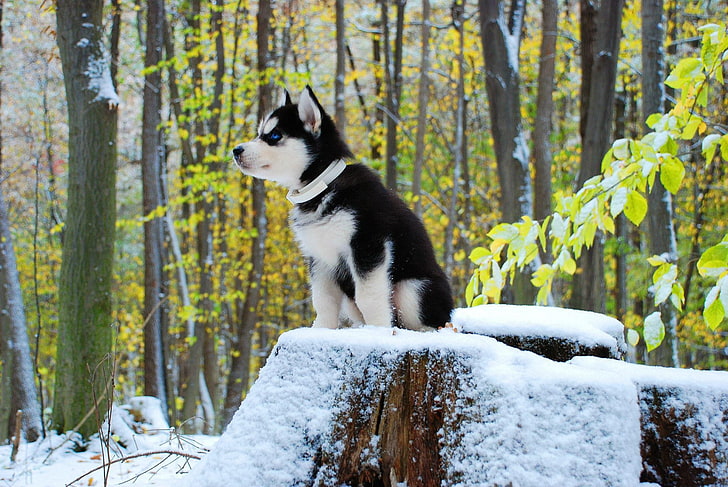 black and white Siberian husky puppy, puppies, dog, animals, one animal, HD wallpaper