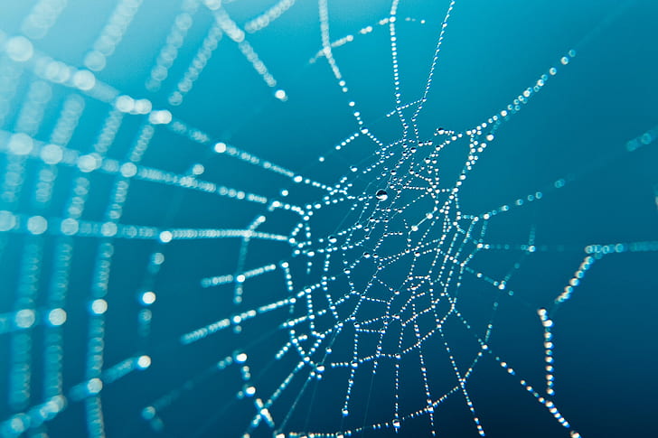 HD wallpaper: spider web | Wallpaper Flare