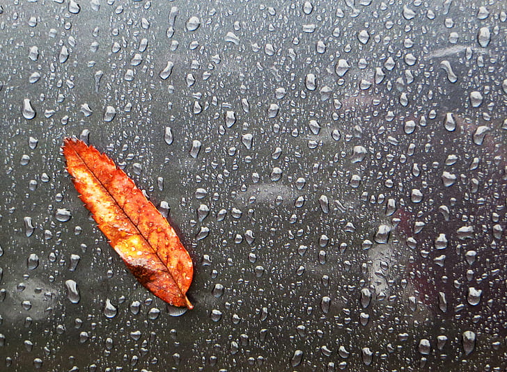 orange leaf with rain droplets, Ford Focus, Explored, Minimalistic, HD wallpaper