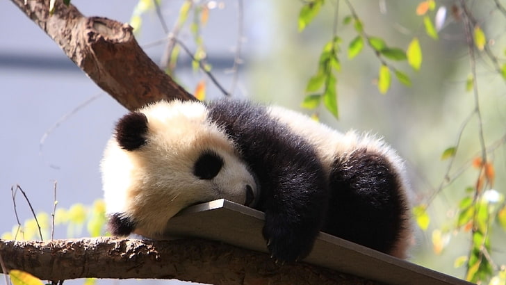 cute, panda bear, panda baby, sleeping, animal wildlife, animal themes