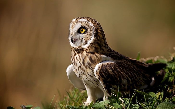 brown and white owl, nature, animals, birds, animal themes, animal wildlife