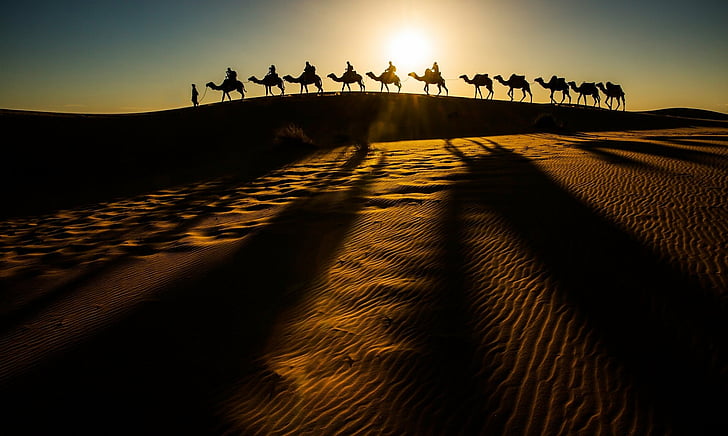 Photography, Caravan, Camel, Desert, HD wallpaper