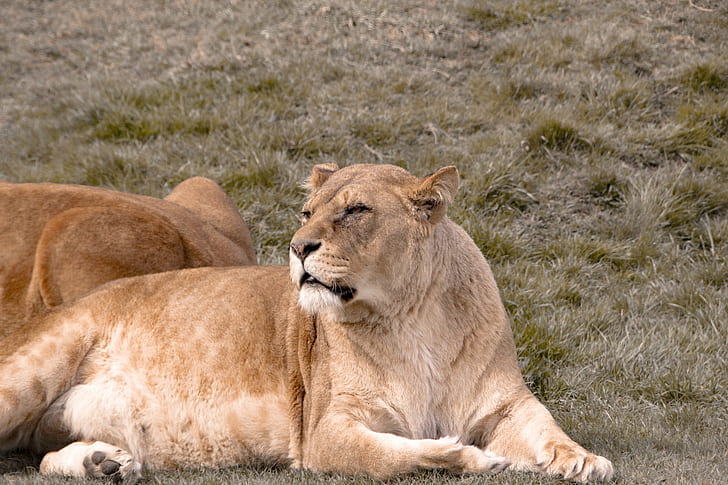 brown Liger, lioness, lioness, animals, woburn  safari  park, HD wallpaper