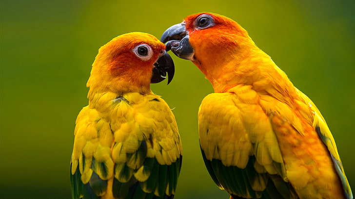 Bird Yellow Parrot With Green Wings And Red Head Ultra Hd Wallpapers For Desktop Mobile Phones And Laptop 3840×2160, HD wallpaper