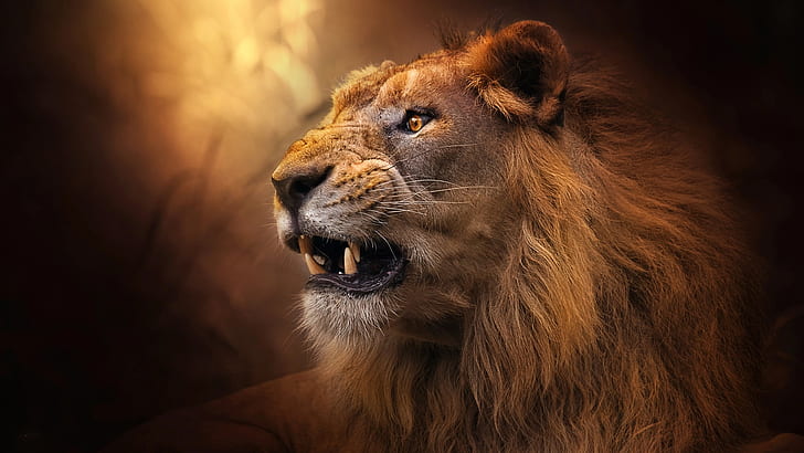 HD wallpaper: face, Leo, wool, the king of beasts, fangs | Wallpaper Flare