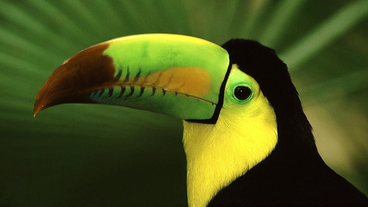 keel-billed toucan, bird, beak, color, exotic, animal, wildlife, HD wallpaper