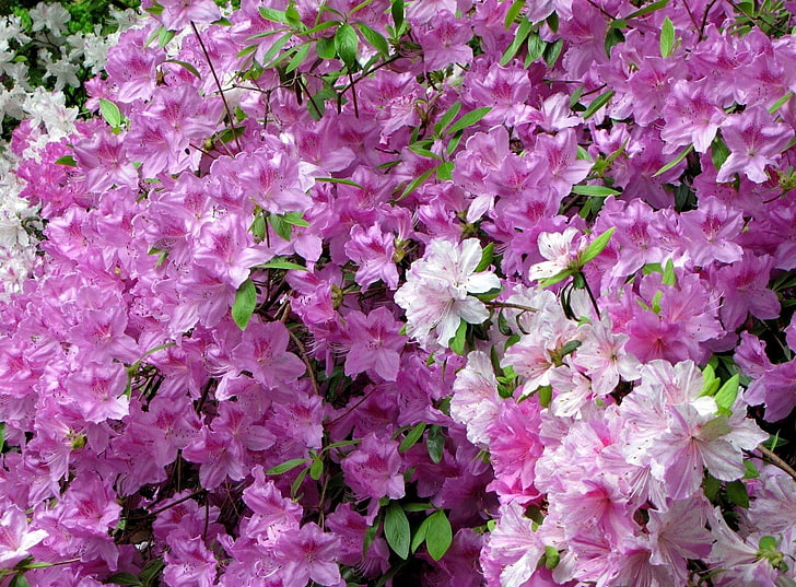 pink and purple azalea flowers, azaleas, bloom, beauty, leaves