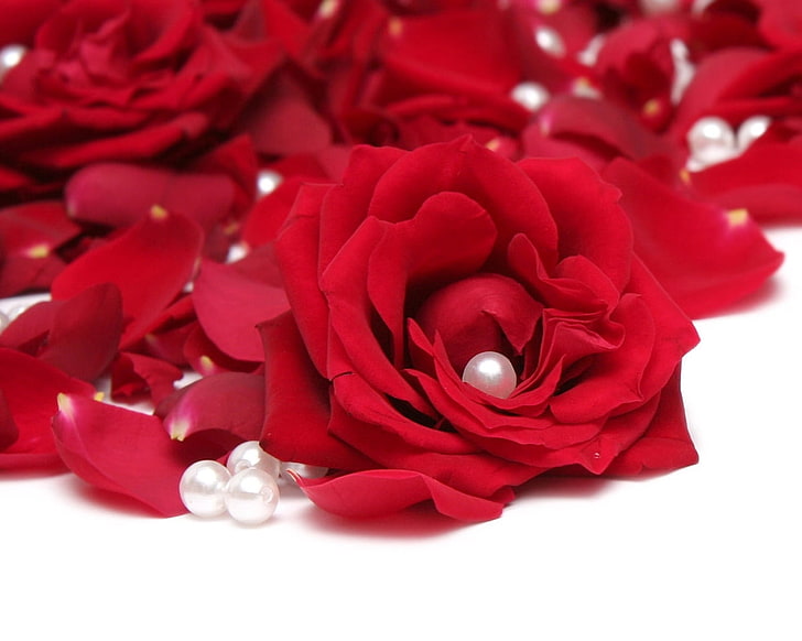 red roses and white pearls, petals, buds, beauty, rose - Flower