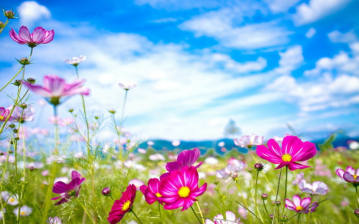 HD wallpaper: nature flowers cosmos flower, flowering plant, beauty in ...
