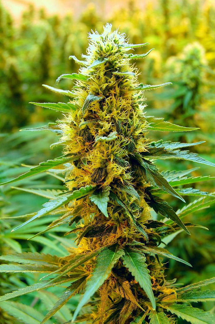 HD wallpaper: 420, drugs, marijuana