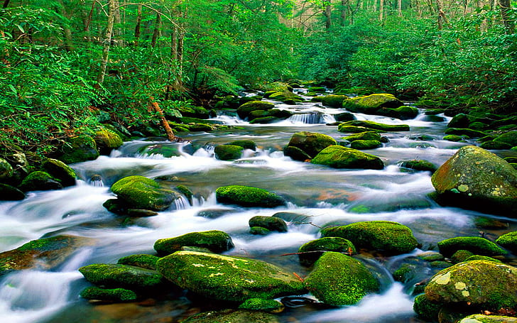 Beautiful Untouched Nature Pristine Mountain River Riverbed Rock With Green Moss Forest With Dense Vegetation Landscape Wallpaper Hd 1920×1200, HD wallpaper