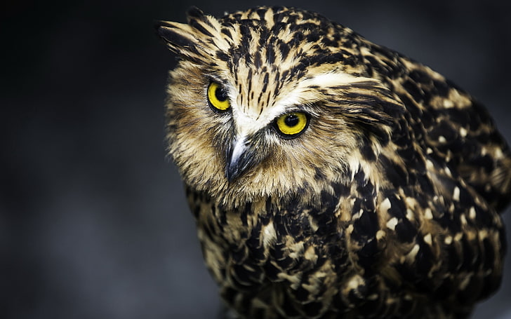 black and brown owl, face, feathers, eyes, predator, bird, animal