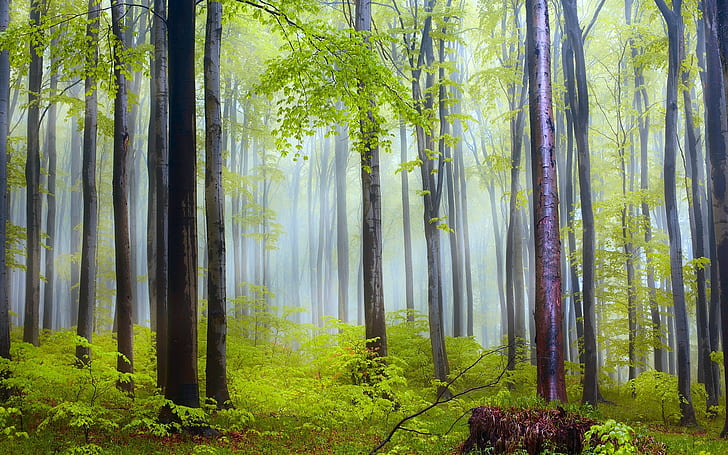 Nature scenery, forest, trees, morning, fog, after rain, trees in forest