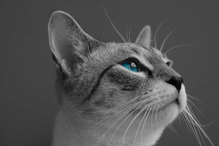 close up selective color photo of cat looking upward, siamese