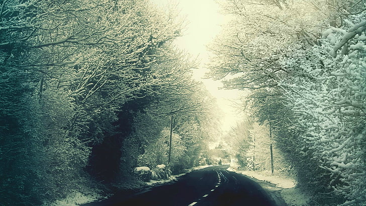 green trees, snow, winter, landscape, road, cold, plant, sunlight