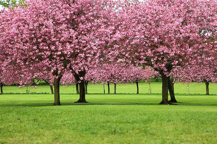 pink leafed trees, blossom, branch, cherry blossom, cherry trees, HD wallpaper