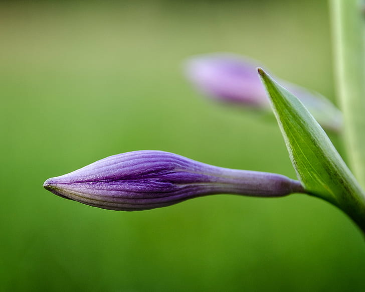 purple flower bud selective focus photography, Awakening, backyard, HD wallpaper