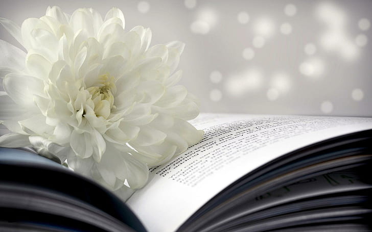 White chrysanthemum on a book, white multi petaled flower, flowers