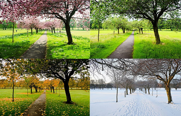 The Four Seasons, trees, nature, 3d and abstract