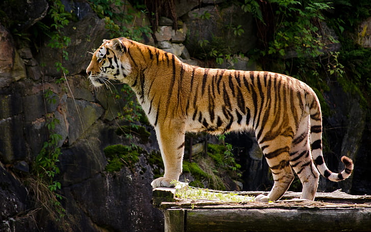 Carnivore, tiger side view, HD wallpaper