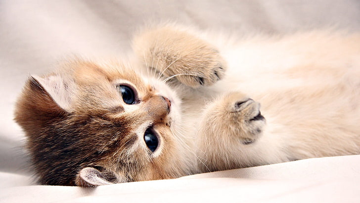 short-fur white and gray kitten, cat, animals, kittens, mammal, HD wallpaper