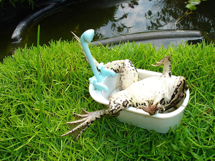 white and brown frog, humor, grass, animals, water, amphibian