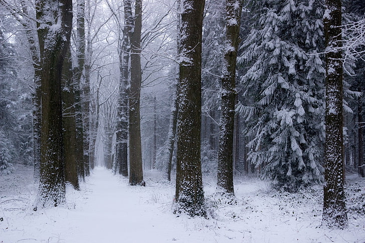 nature, landscape, winter, forest, Netherlands, snow, trees