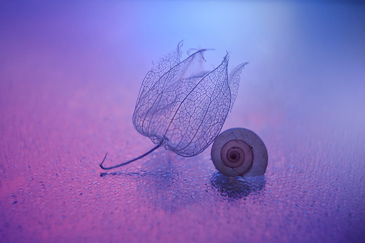 gray petaled flower, snail, macro, purple, pink, Chinese lantern, HD wallpaper