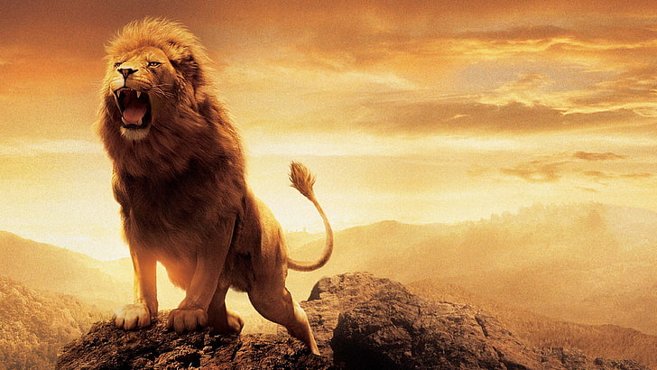 aslan, nature, The Chronicles of Narnia, lion, animal themes, HD wallpaper