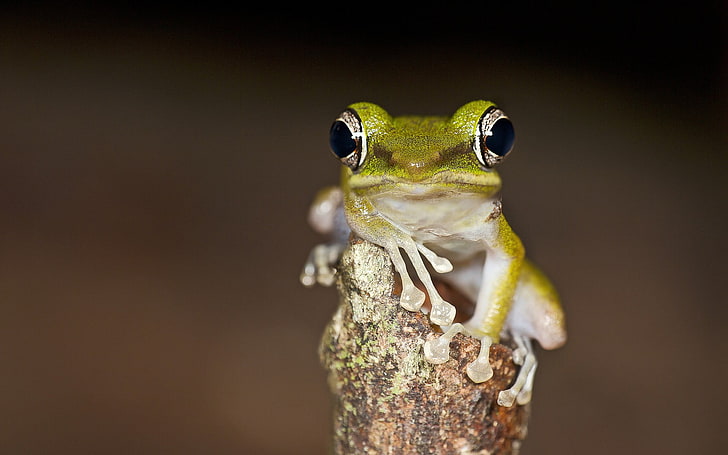 green and white frog, animals, blurred, amphibian, one animal, HD wallpaper