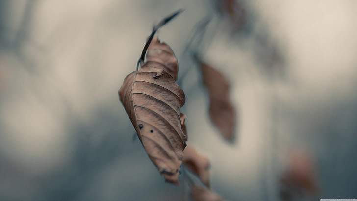 dried leaf, nature, leaves, close-up, dry, selective focus, plant part, HD wallpaper