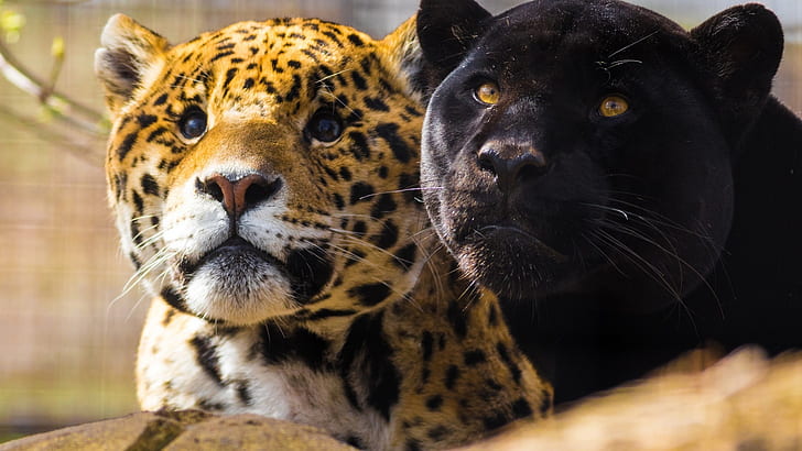 animals, big cats, jaguars, panthers, HD wallpaper